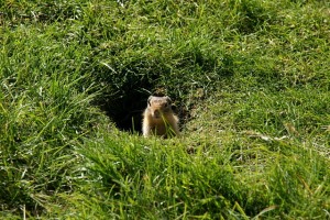 ground-squirrel-09243s ground-squirrel-09243s