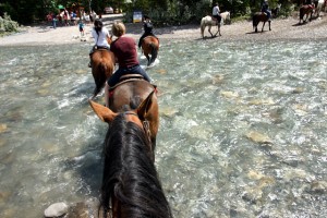 horse-water-crossing-09288s