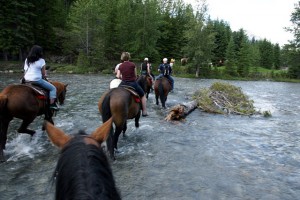 horse-water-crossing-09377s