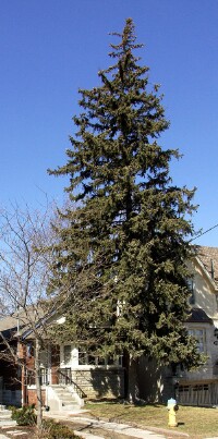 A small tree gets a little bigger A small tree gets a little bigger