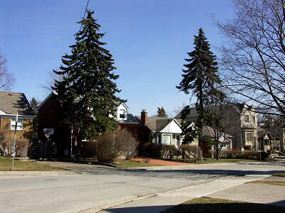 More overgrown trees More overgrown trees