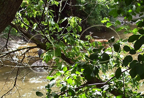 A Great Blue Heron and a deer face off in the Don River
