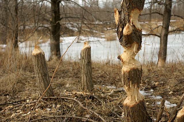 Beavers have done a real job on these trees Beavers have done a real job on these trees