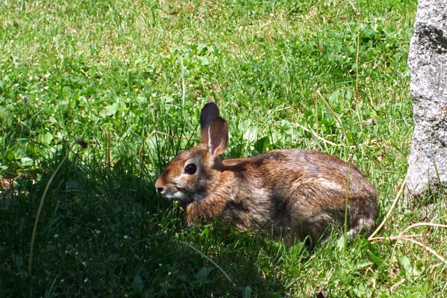 Rabbit in Mt. Pleasant Cemetery