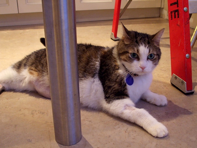 Kitchen cat