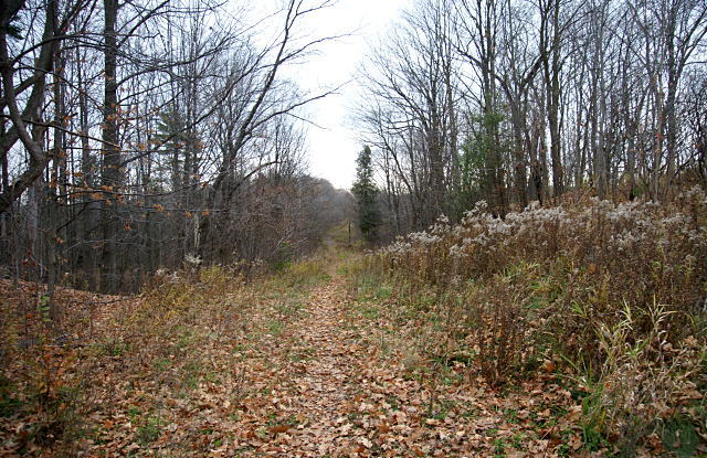 Passmore Avenue descends into a park east of Reesor Road
