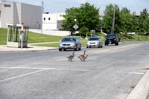 Even though it's Motorland up here, everyone still stops to let a family of Canada Geese cross the road. These were part of a much larger flock out for a Sunday stroll.