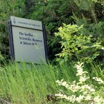 Of all the things you expect to see out here, a U of T sign on an embankment high above your head that declares the <a href="http://maps.google.com/maps?f=q&source=s_q&hl=en&geocode=&q=44.03792,-79.529192+(Koffler+Scientific+Reserve+at+Jokers+Hill)&sll=44.037916,-79.52923&sspn=0.010474,0.013733&g=44.03792,-79.529192&ie=UTF8&ll=44.037905,-79.529257&spn=0.020948,0.027466&t=h&z=15&iwloc=near">location</a> of the <a href="http://www.ksr.utoronto.ca/">Koffler Scientific Reserve at Jokers Hill</a> isn