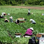 Workers tend to their crops.