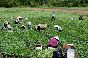 Workers tend to their crops.