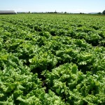 This field looks ready to eat. After two hours in the saddle, it