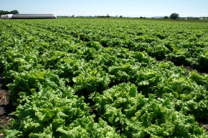 This field looks ready to eat. After two hours in the saddle, it's difficult not to jump right in and eat my way through it.
