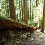 The odd thing about the Grouse Grind is that there isn