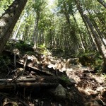 The relentless tree cover helps to make the trail seem more daunting, yet friendlier at the same time.