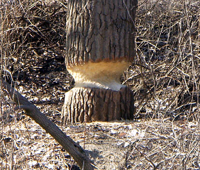 Large tree trunk under attack