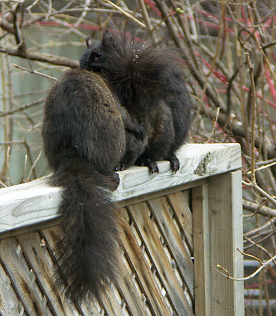 Squirrels being squirrels