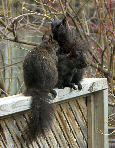 Squirrels being squirrels