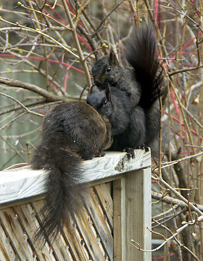 Squirrels being squirrels