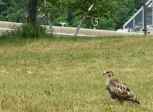 Out standing in his field