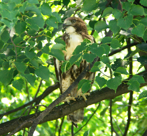 Another hawk watches carefully