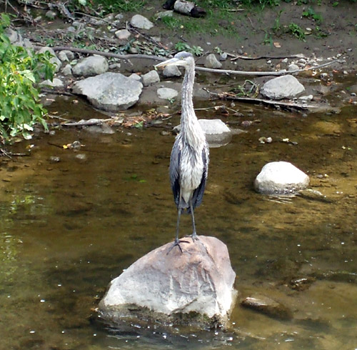 Great Blue Heron stretching in the sun
