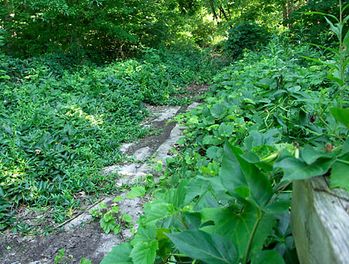 The Toronto Zoo monorail guideway disappears into the woods