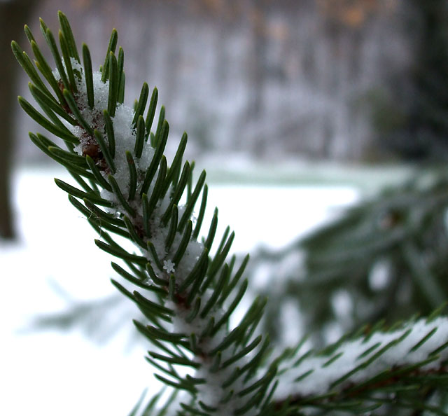 Snow-dusted pine tree