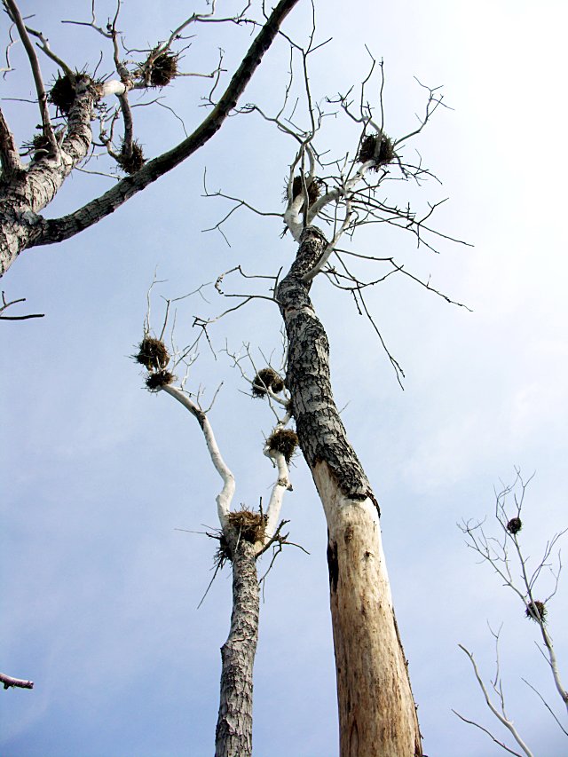 Cormorant nests