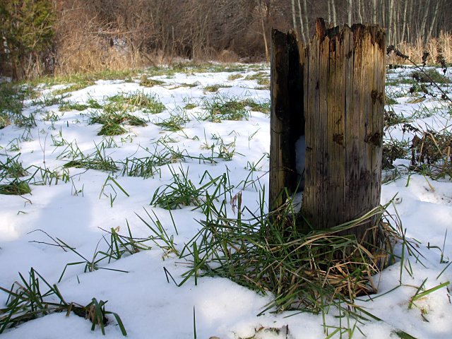 Stump of an old telephone pole in the oxbow marsh