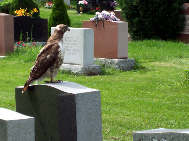 Red-tailed hawk surveys his domain