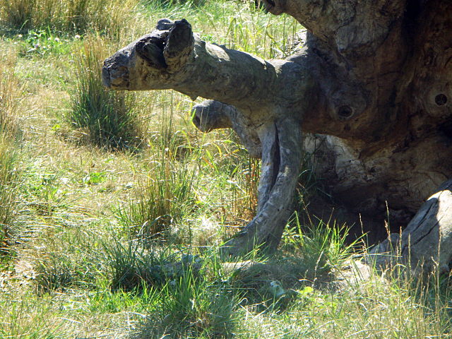 Hyena in the trees