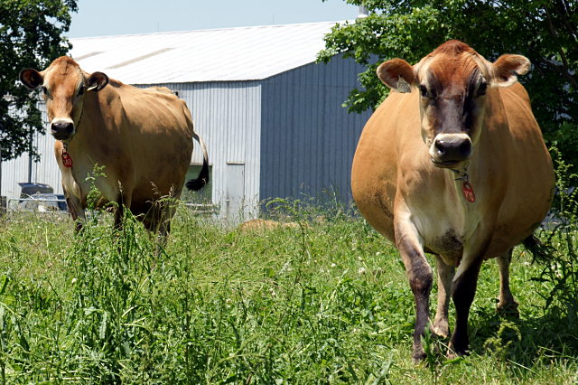 Moo! These cows are really friendly to people who stop by for a visit.