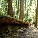 The odd thing about the Grouse Grind is that there isn't really a lot of scenery. Don't get me wrong, it looks gorgeous. But the forest is dense enough that you usually won't see much of a view other than what's directly ahead of or behind you on the trail.