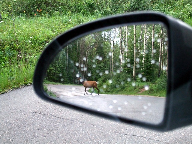 elk-in-the-mirror-3542f