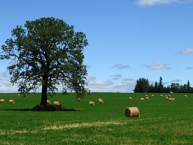 hay-field-3423f