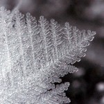 Feather ice detail