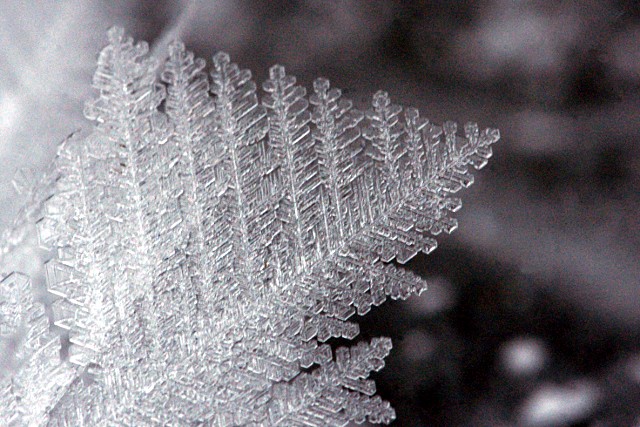 Feather ice detail