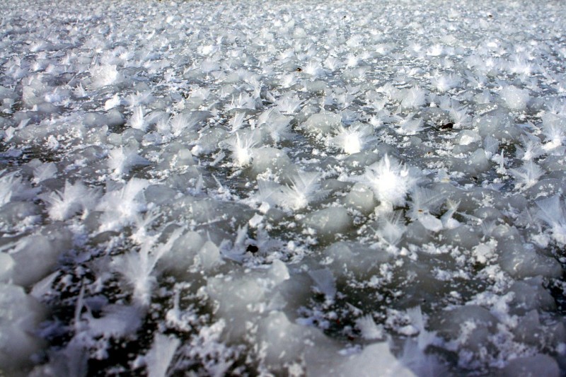 Feather ice field on Rice Lake