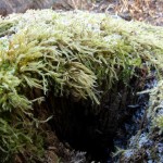 A mini ecosystem in a tree stump