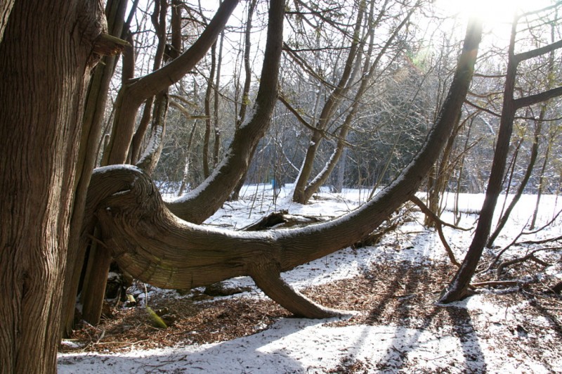 Horse tree at Ball's Mill CA