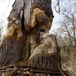 Tree being taken down by beavers