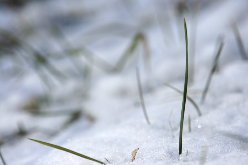Fresh snow and a blade of grass