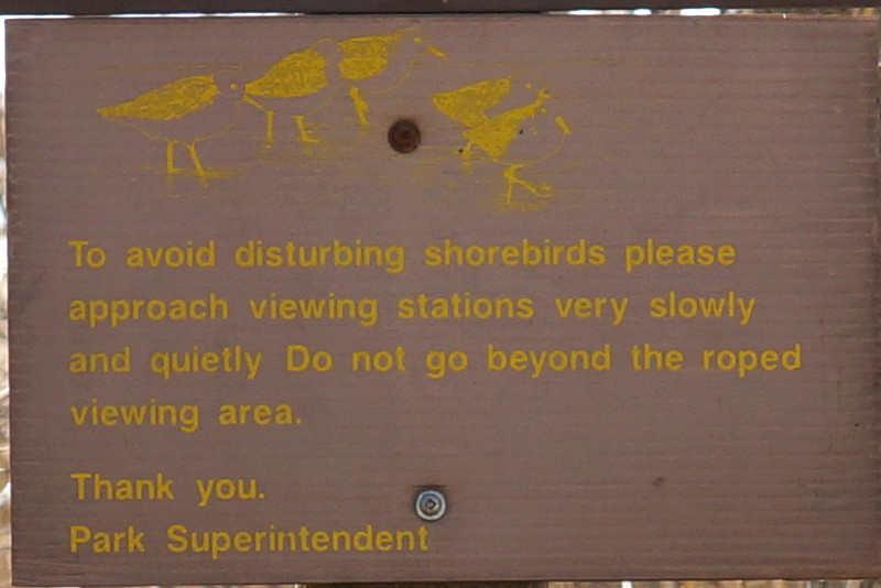 Avoid disturbing shorebirds