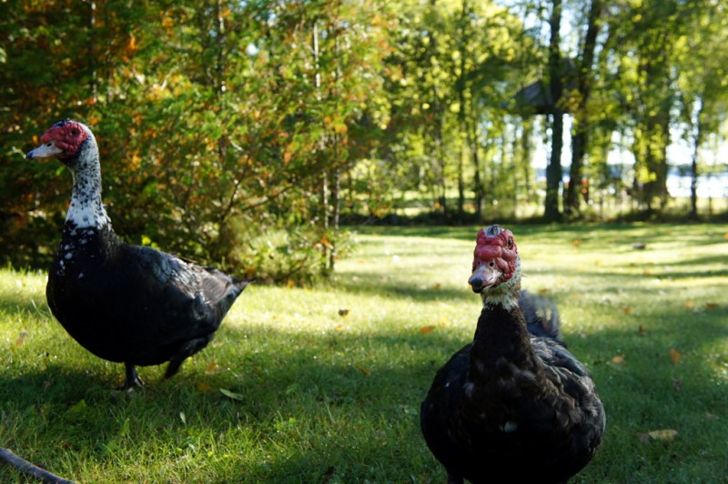 Muscovy ducks on the lawn.