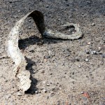 Snake roadkill